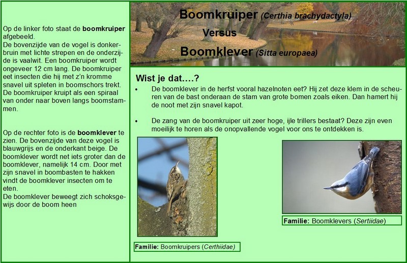 Boomkruiper versus Boomklever