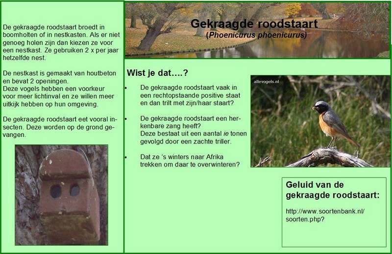 Gekraagde roodstaart