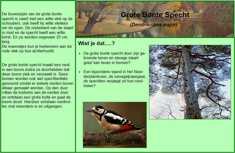 Grote Bonte Specht