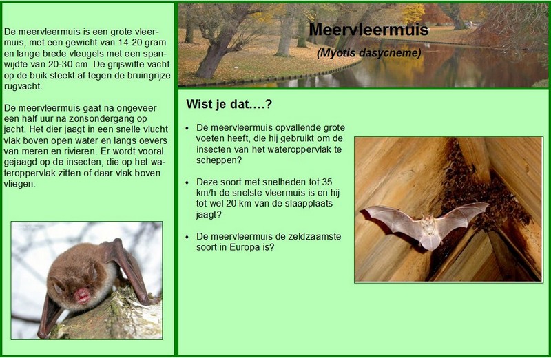 Meervleermuis