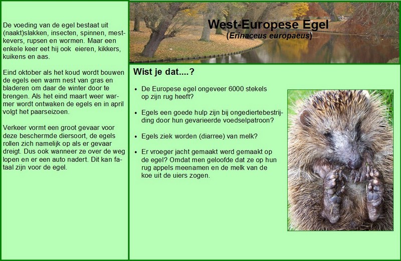 West-Europese Egel