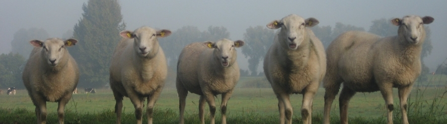 Zaterdag 7 juni: Schaapscheerdersdag in Noorderplantsoen