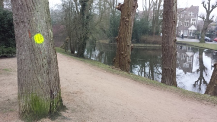 Opnieuw kap zieke kastanjebomen in Groningen