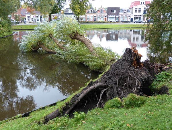 Wilg in het plantsoen omgevallen