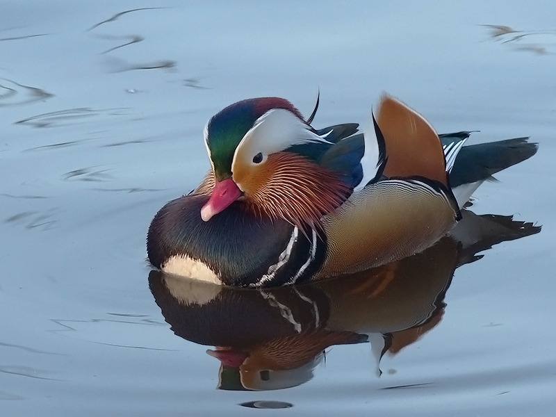 Mandarijneend in Noorderplantsoen