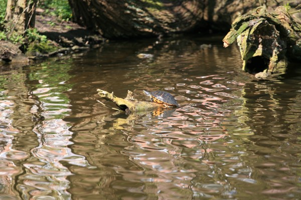 Lente in beeld