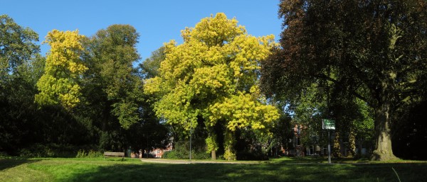 110929 Leliesingel Noorderplantsoen Groningen NL 600 x 257