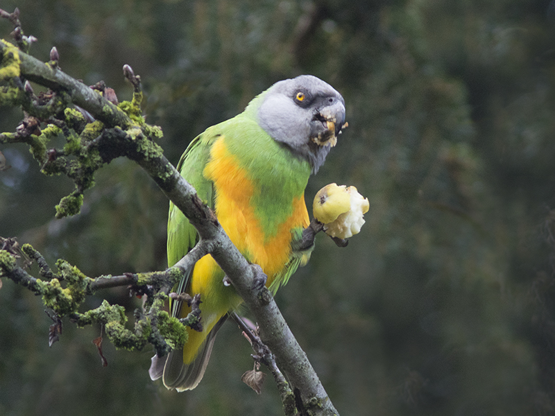 Appeltje voor de dorst