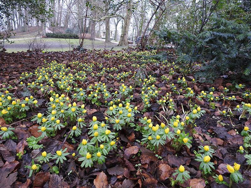 Bijna lente in het Noorderplantsoen: bloeiende winterakonietjes