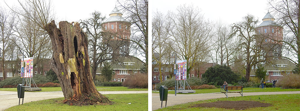 Dikste boom van Stad is niet meer