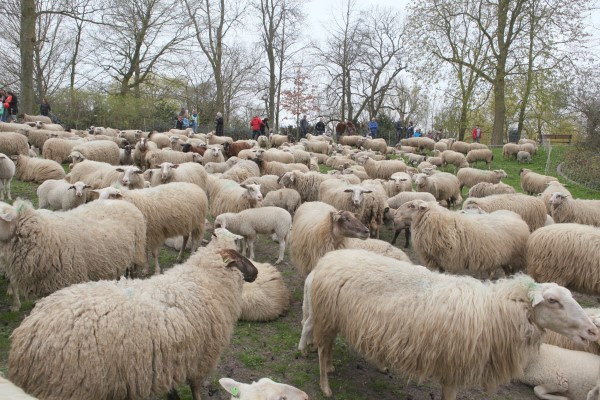 Schaapscheerdag op zaterdag 3 juni