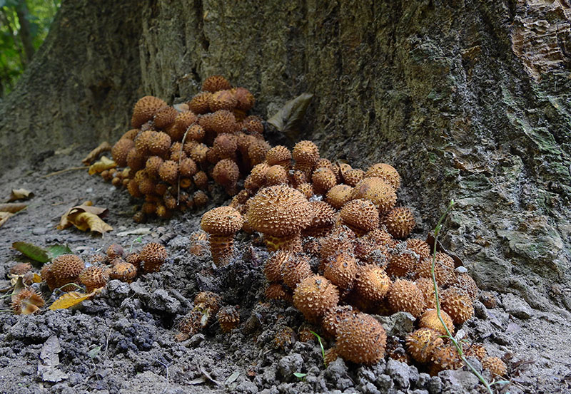 Eindelijk herrufst!