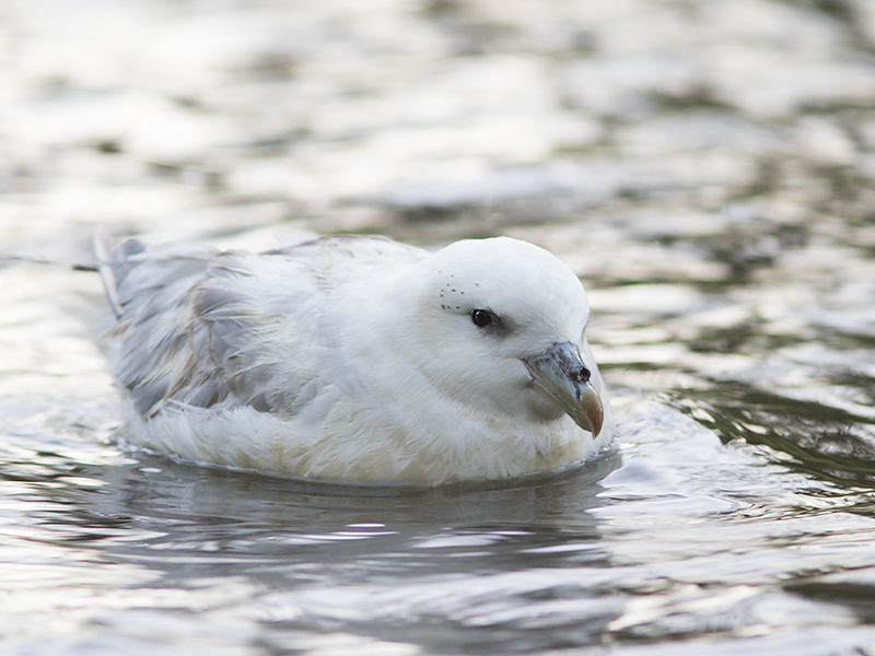 Noordse stormvogel uit de koers