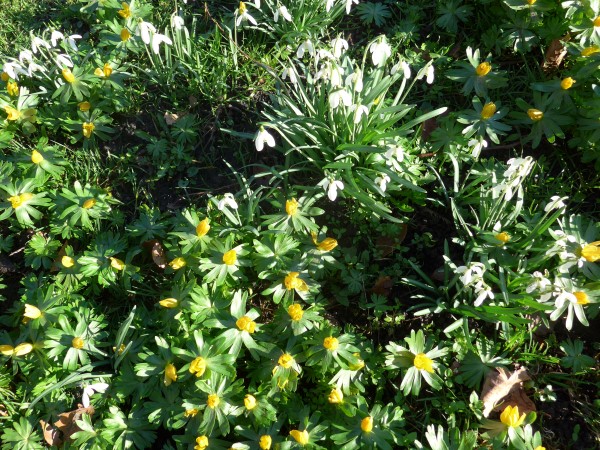 Volop stinzenplanten in het plantsoen