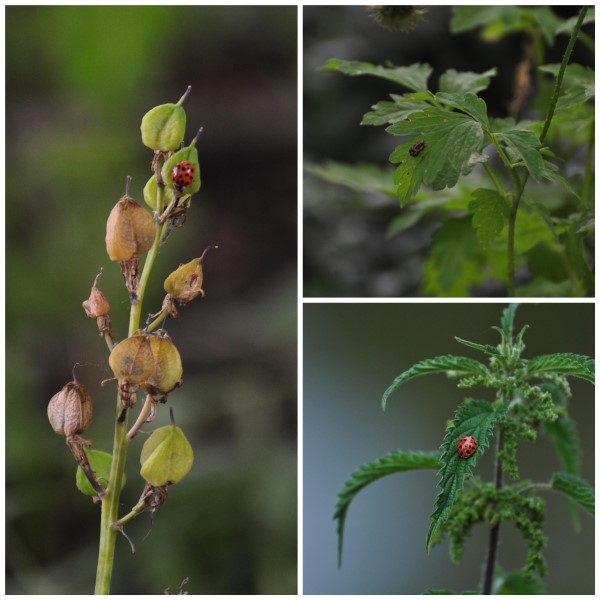 Zondag 14 juli Excursie Noorderplantsoen en de Geheime Tuin van het Pieternella Gasthuis