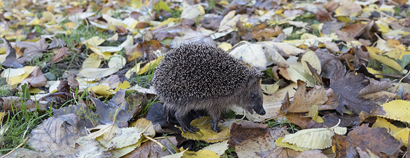 Herfststekeltjes