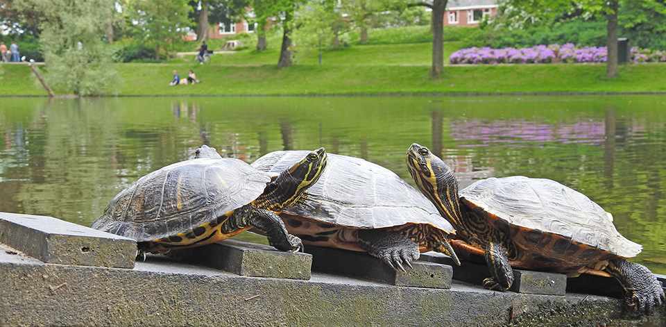 Schildpadden in het Noorderplantsoen