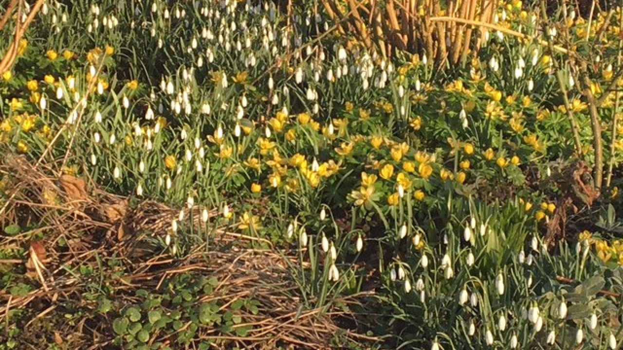 Vroege lentesignalen baren stadsecoloog Jan Doevendans zorgen – bloeiende planten en eerste jonge mussen