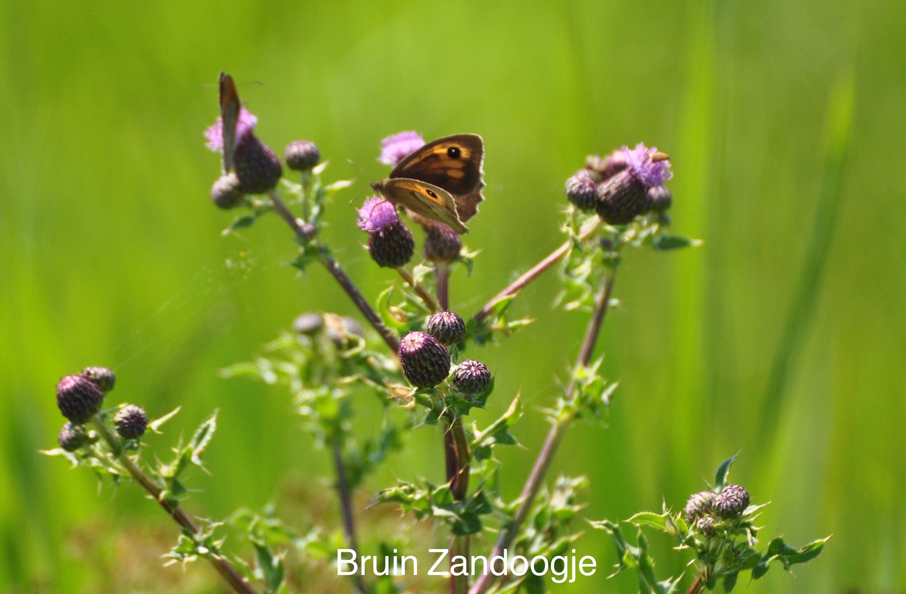 Weekjournaal Noorderplantsoen, week 26 door Janny Giezen