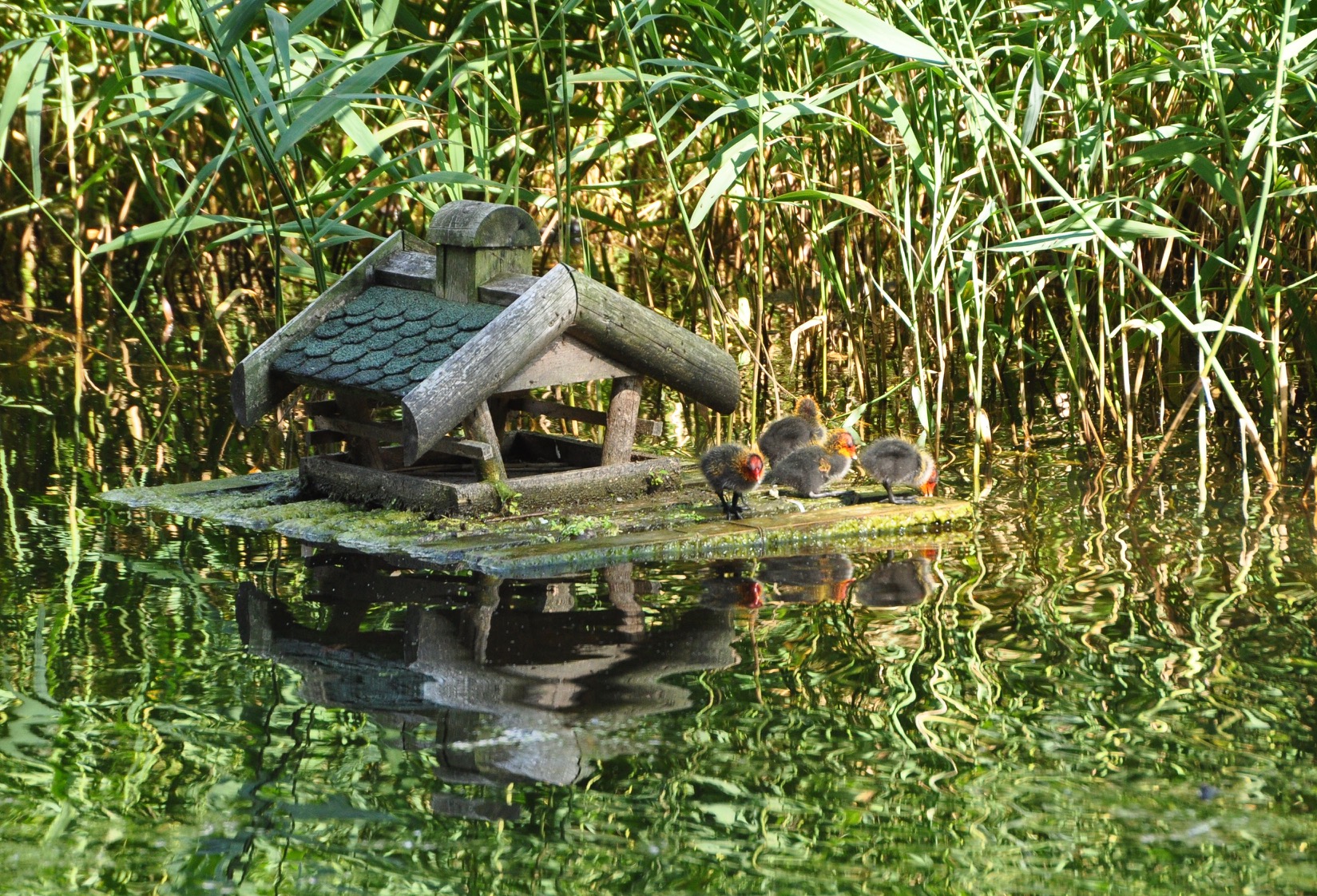 Weekjournaal Noorderplantsoen, week 28 door Janny Giezen