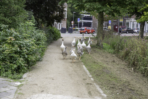 Stabiele ganzenstand door oliën eieren