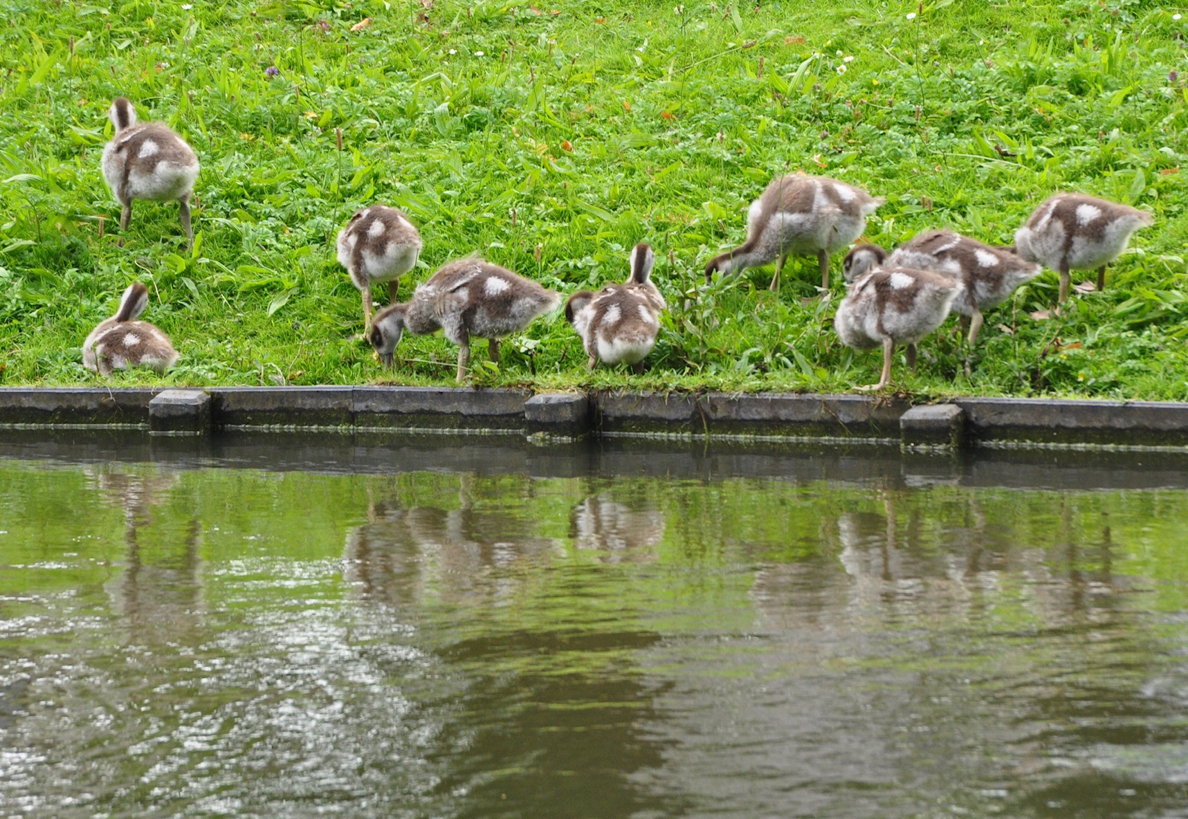 Weekjournaal Noorderplantsoen, week 30 door Janny Giezen