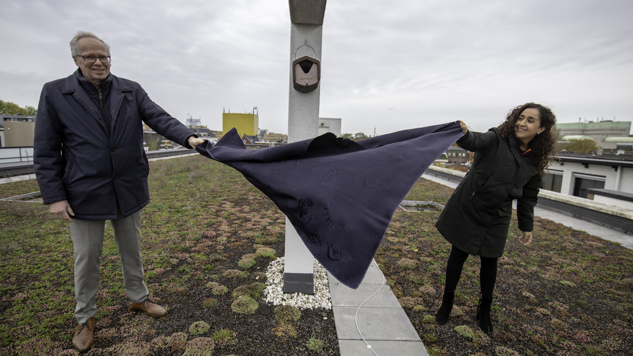 In Groningen nu al 7000m2 daken voorzien van groen; subsidie voor particulieren