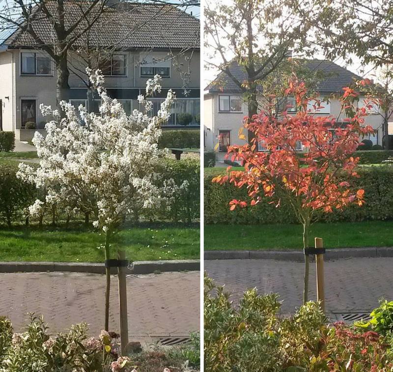 kleine bomen