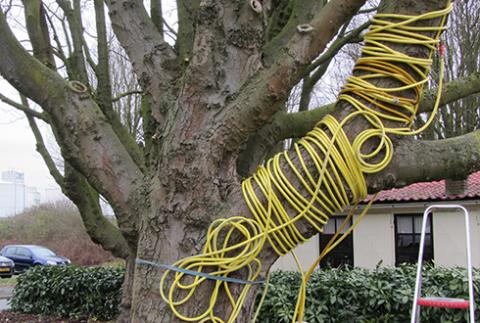 gemeente Groningen verlengt proef warmtebehandeling zieke kastanjes