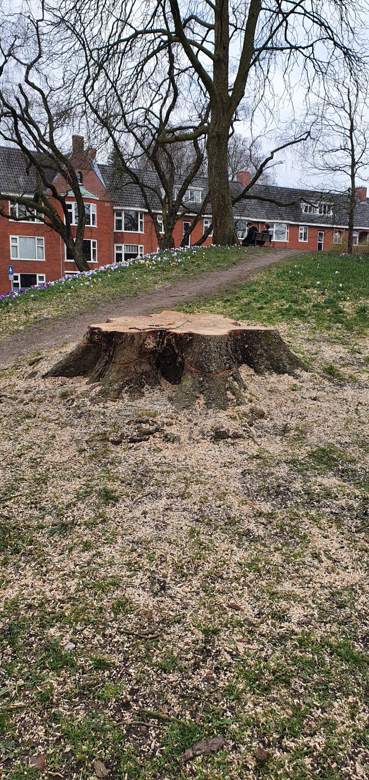 Sprookjesboom-Noorderplantsoen is niet meer