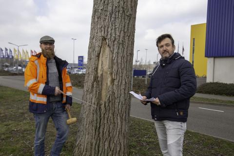 Henk Jan Hofman en Edwin Arends inspecteren alle bomen in de gemeente