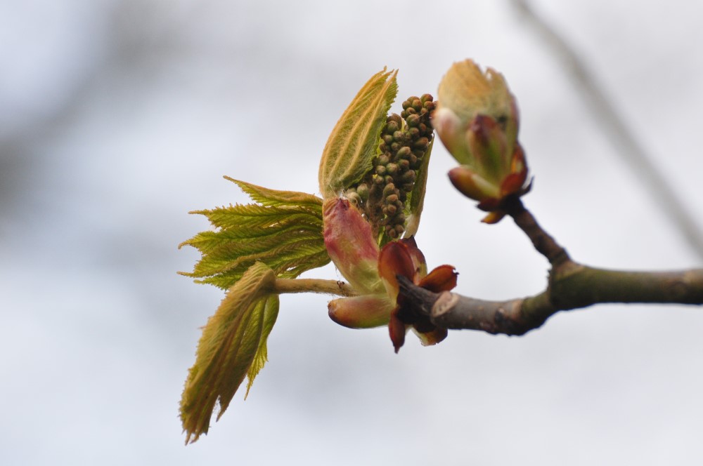 Toegift weekjournaal Noorderplantsoen, week 15 door Janny Giezen