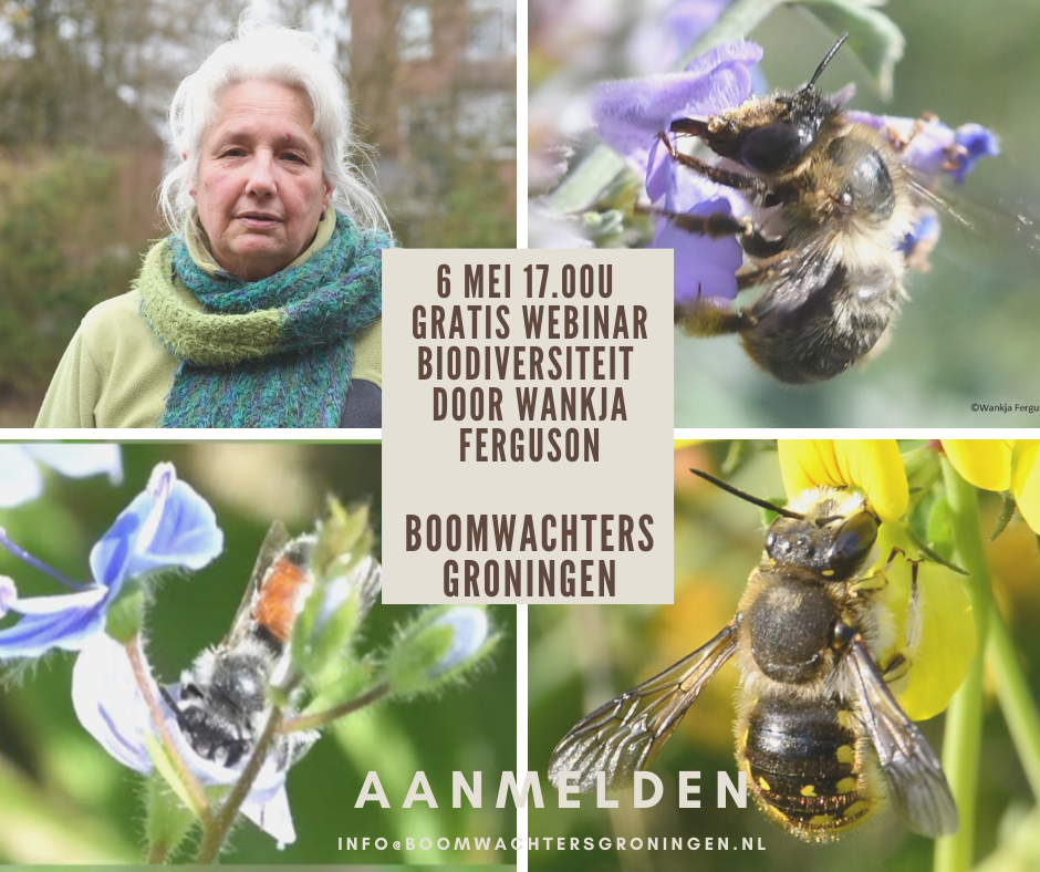 Webinar ‘Biodiversiteit vergroten in tuin en openbare ruimte’