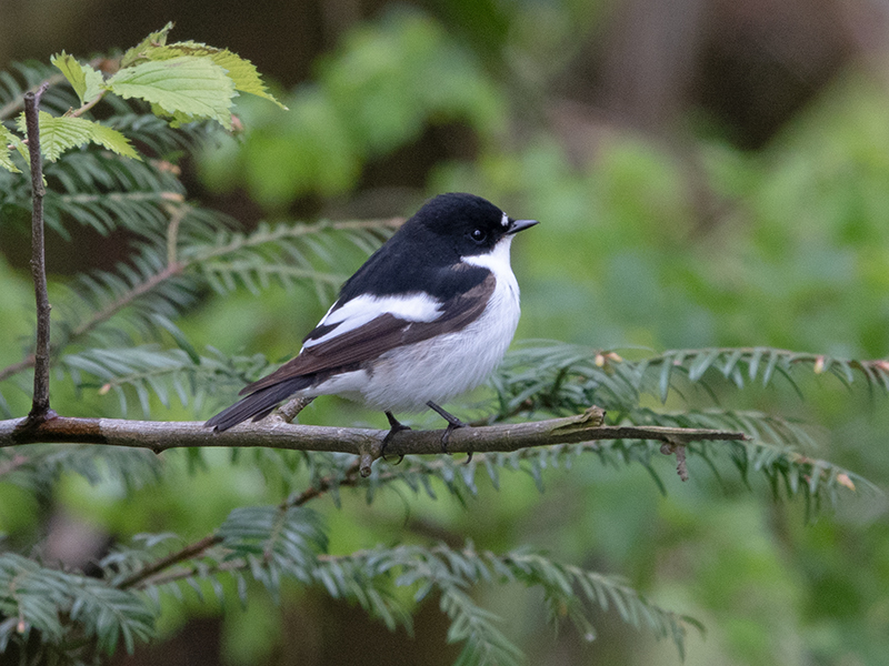 Bijzondere zomervogels in het Noorderplantsoen