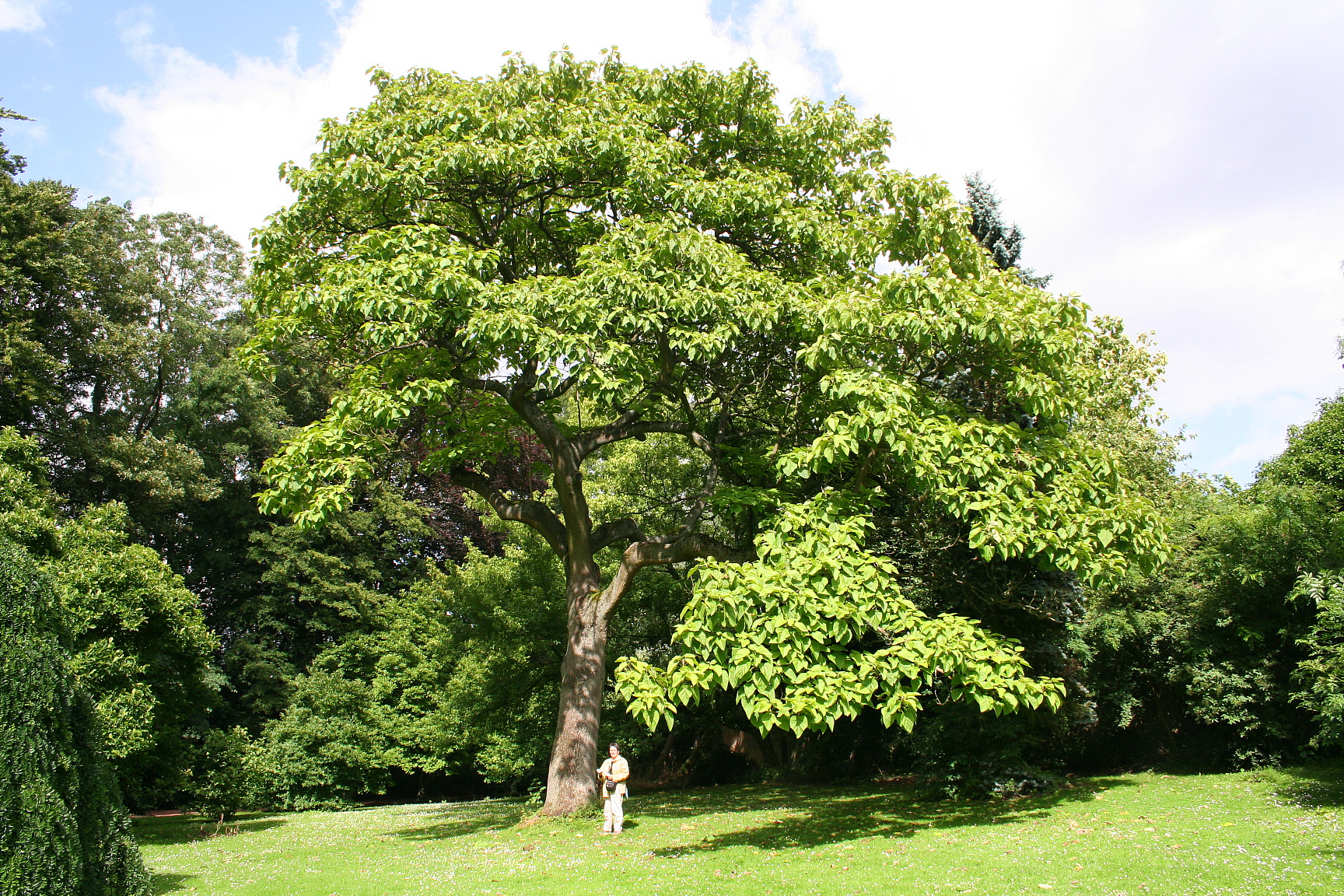 Paulownia tomentosa JPG2a