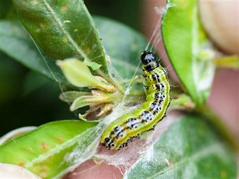 Noorderplantsoen in Groningen heeft last van buxusmot