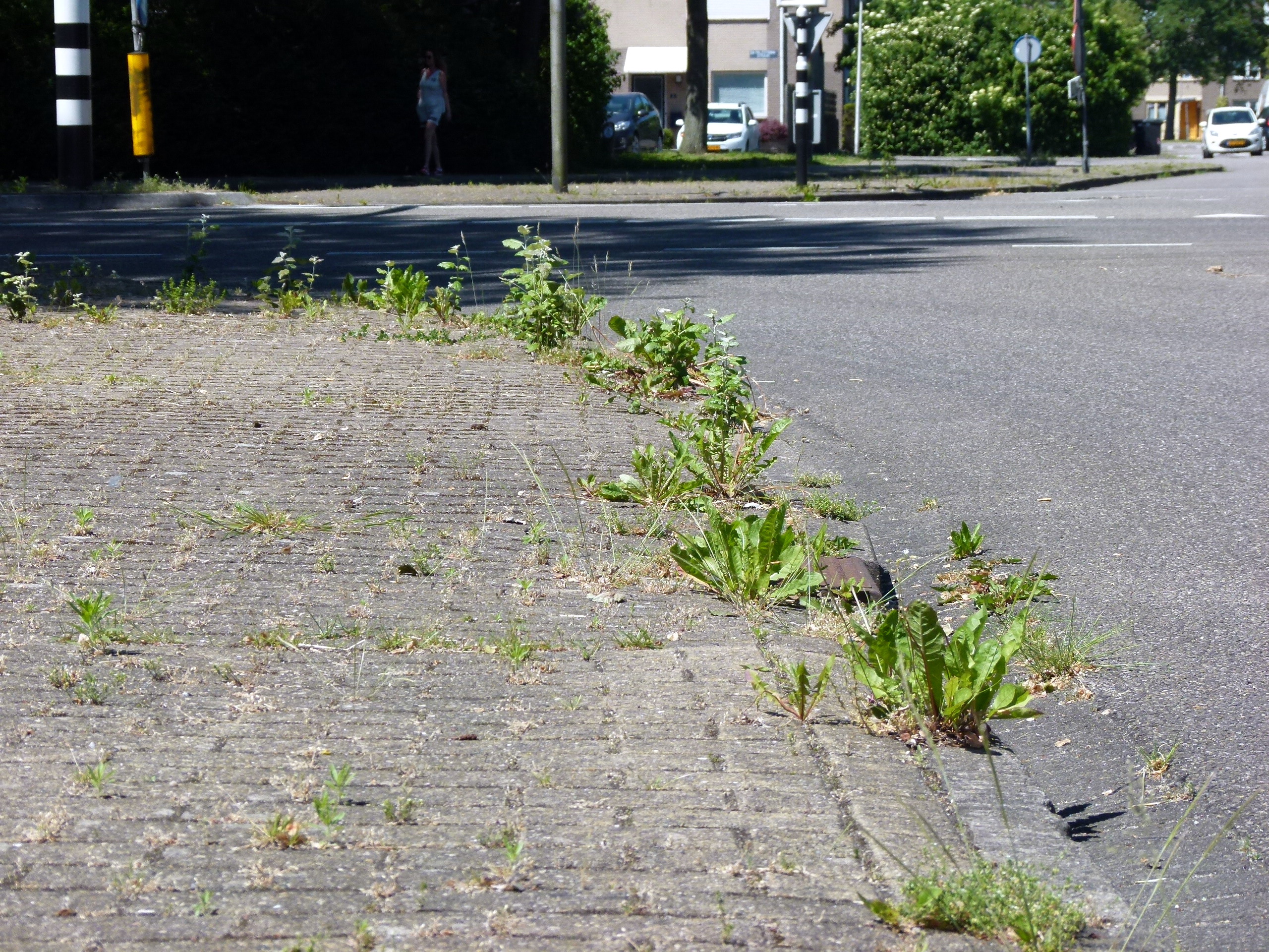 Onkruid bestrijden met kokend water succesvol