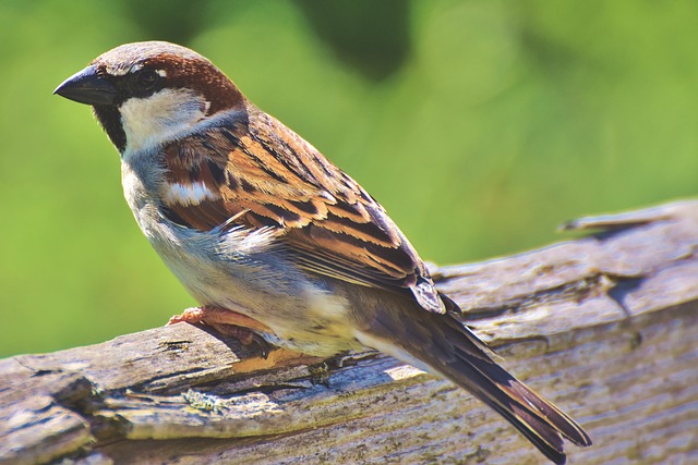 Huismus meest getelde vogel in Groningen