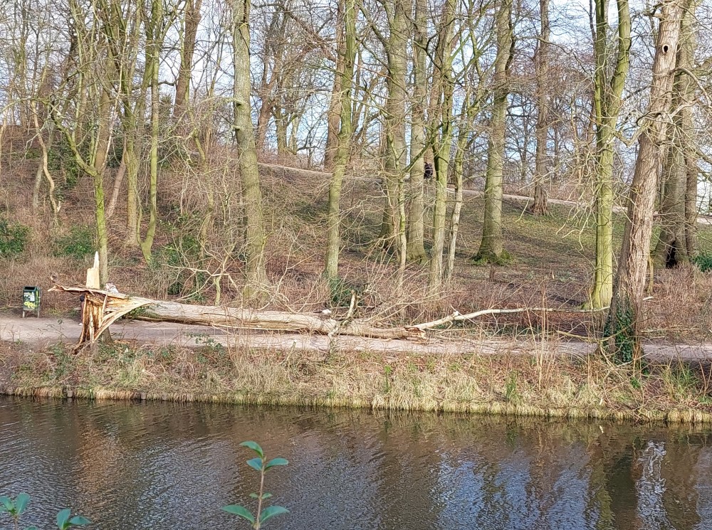 Storm velt diverse bomen in Noorderplantsoen