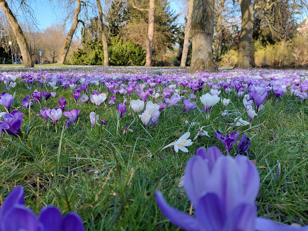 krokussen plantsoen 01