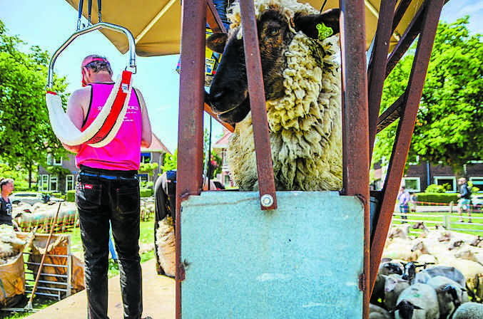 Herders trekken schapen de jas uit