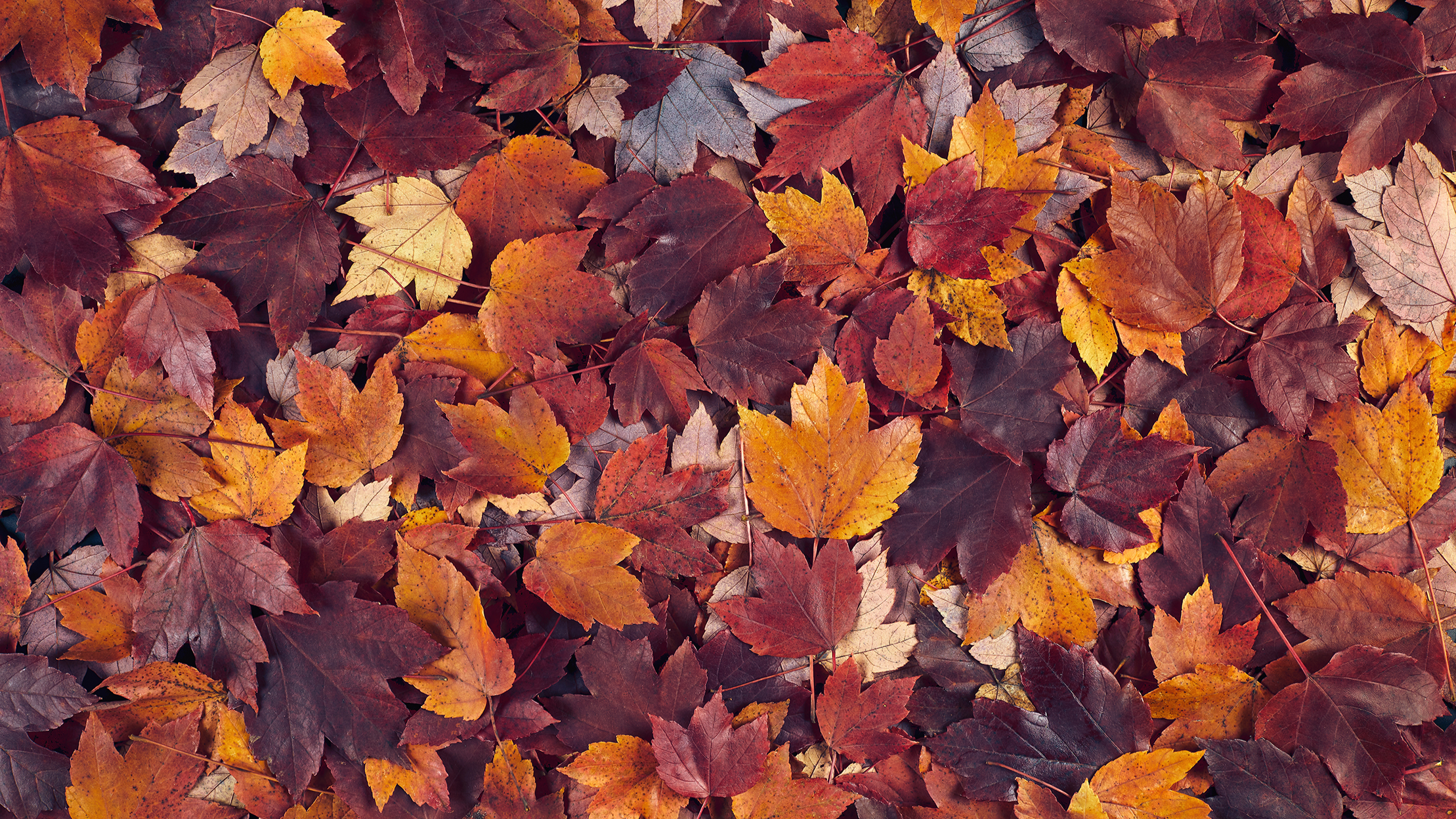 Herfsttip: ruim bladeren niet op